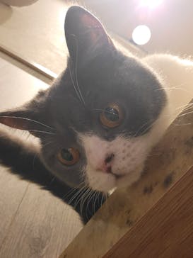 猫カフェモカ　イオンモール高崎店に投稿された画像（2025/1/31）