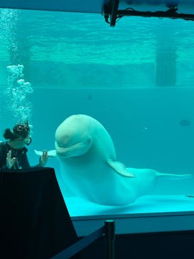 横浜・八景島シーパラダイスに投稿された画像（2025/2/1）