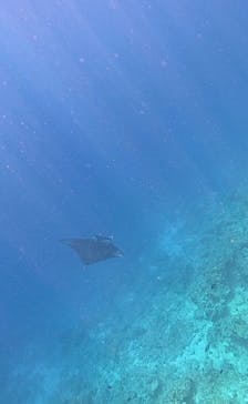 石垣島 ADVENTURE PiPi（イシガキジマアドベンチャーピピ）に投稿された画像（2025/2/1）