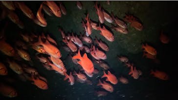 武藤潜水に投稿された画像（2025/2/1）