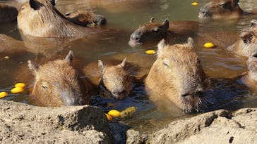 伊豆シャボテン動物公園に投稿された画像（2025/2/1）
