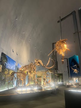 福井県立恐竜博物館に投稿された画像（2025/2/1）