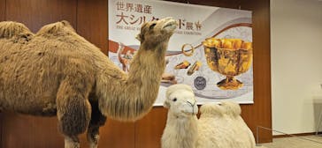 日中平和友好条約45周年記念　世界遺産　大シルクロード展に投稿された画像（2025/2/1）