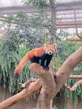 神戸どうぶつ王国に投稿された画像（2025/2/1）