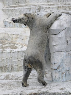 天王寺動物園に投稿された画像（2025/2/1）