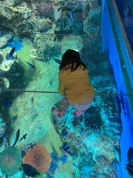 越前松島水族館に投稿された画像（2025/2/1）