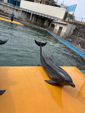 越前松島水族館に投稿された画像（2025/2/1）