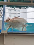 サンシャイン水族館に投稿された画像（2025/2/1）