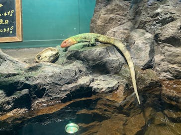 サンシャイン水族館に投稿された画像（2025/2/1）