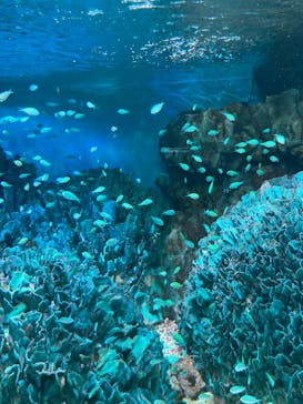 サンシャイン水族館に投稿された画像（2025/2/1）