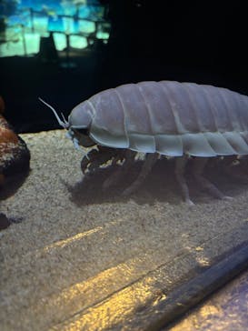 サンシャイン水族館に投稿された画像（2025/2/1）