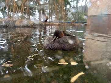 滋賀県立琵琶湖博物館に投稿された画像（2025/2/1）
