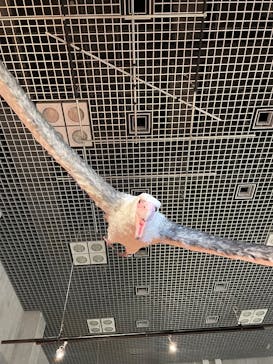 特別展「鳥 ～ゲノム解析が解き明かす新しい鳥類の系統～」国立科学博物館に投稿された画像（2025/2/1）