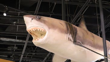 アクアワールド茨城県大洗水族館に投稿された画像（2025/2/1）