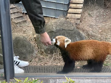 恩賜上野動物園に投稿された画像（2025/2/1）