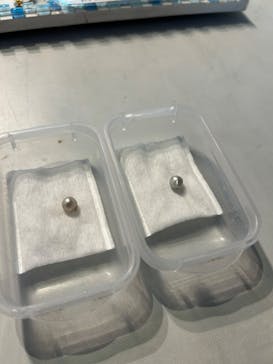 しながわ水族館に投稿された画像（2025/2/1）