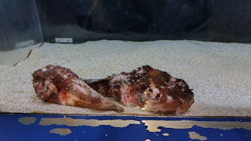 伊豆・三津シーパラダイスに投稿された画像（2025/2/1）