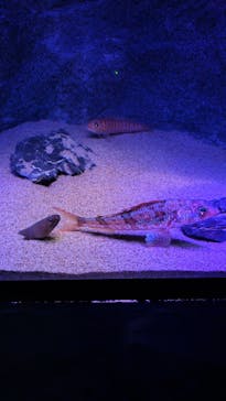 伊豆・三津シーパラダイスに投稿された画像（2025/2/1）