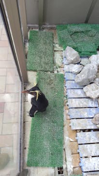 あわしまマリンパークに投稿された画像（2025/2/1）