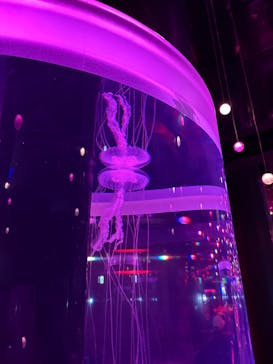 マクセル アクアパーク品川に投稿された画像（2025/2/1）