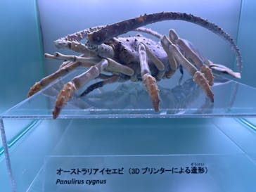 マクセル アクアパーク品川に投稿された画像（2025/2/1）