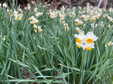 三溪園に投稿された画像（2025/2/1）