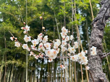 三溪園に投稿された画像（2025/2/1）