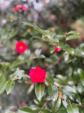 三溪園に投稿された画像（2025/2/1）