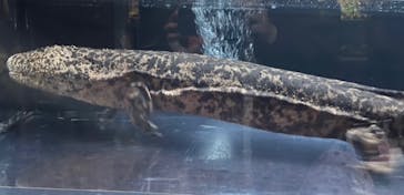 京都水族館に投稿された画像（2025/2/1）