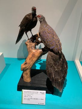 特別展「鳥 ～ゲノム解析が解き明かす新しい鳥類の系統～」国立科学博物館に投稿された画像（2025/2/1）