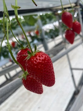 株式会社こまち野に投稿された画像（2025/2/1）