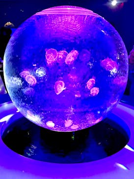 新江ノ島水族館に投稿された画像（2025/2/1）