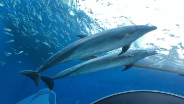 横浜・八景島シーパラダイスに投稿された画像（2025/2/1）