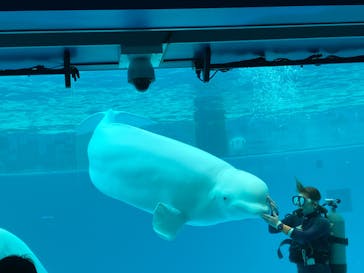 横浜・八景島シーパラダイスに投稿された画像（2025/2/1）
