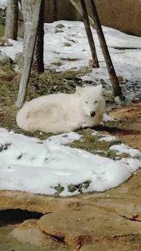 那須どうぶつ王国に投稿された画像（2025/2/1）