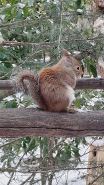 那須どうぶつ王国に投稿された画像（2025/2/1）