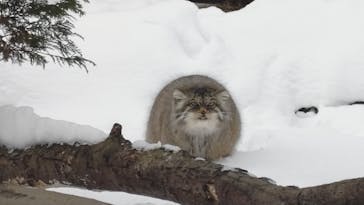 那須どうぶつ王国に投稿された画像（2025/2/1）