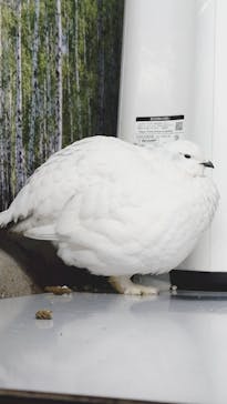 那須どうぶつ王国に投稿された画像（2025/2/1）