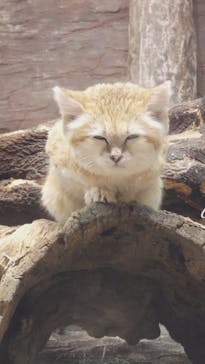 那須どうぶつ王国に投稿された画像（2025/2/1）