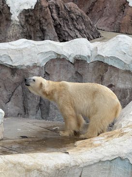 恩賜上野動物園に投稿された画像（2025/2/1）