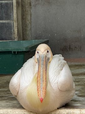 恩賜上野動物園に投稿された画像（2025/2/1）