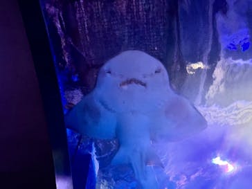 マクセル アクアパーク品川に投稿された画像（2025/2/1）