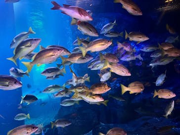 マクセル アクアパーク品川に投稿された画像（2025/2/1）