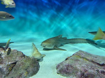 アクアワールド茨城県大洗水族館に投稿された画像（2025/2/1）