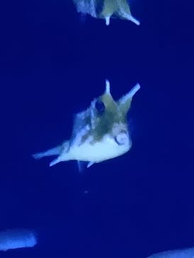 竹島水族館に投稿された画像（2025/2/2）