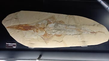 環境水族館アクアマリンふくしまに投稿された画像（2025/2/2）