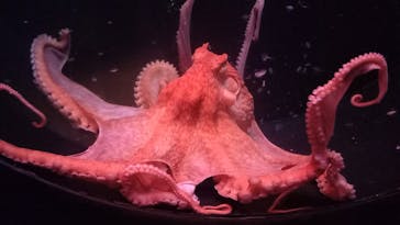 環境水族館アクアマリンふくしまに投稿された画像（2025/2/2）