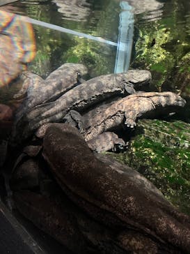 京都水族館に投稿された画像（2025/2/2）