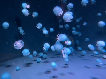 京都水族館に投稿された画像（2025/2/2）