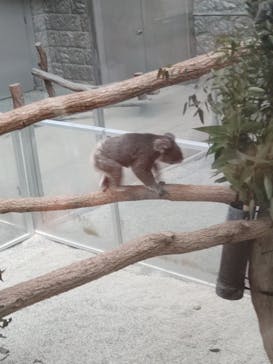 淡路ファームパーク イングランドの丘に投稿された画像（2025/2/2）